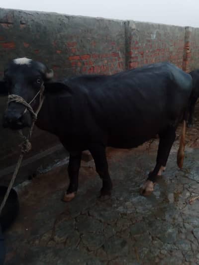 bull for sale urgent sale kerna hai ok
