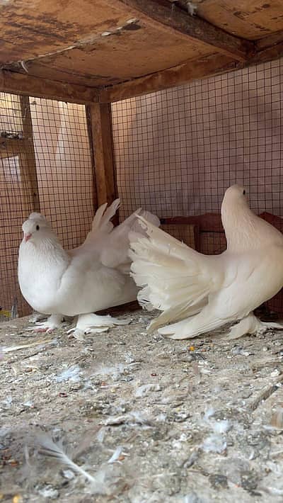 Lucky Kabotor,Fentail Pigeons (pair)
