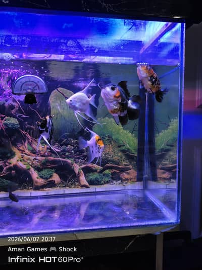 fishes