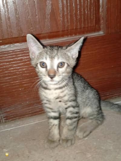 kitten