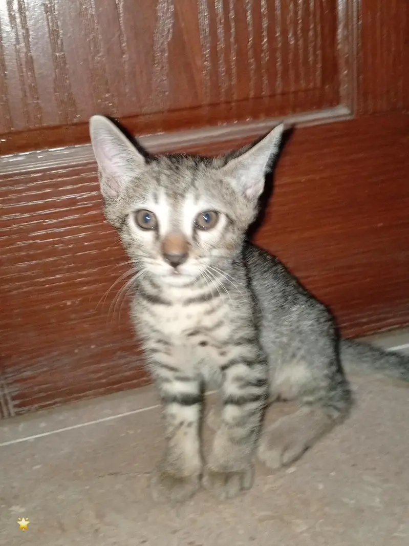 kitten