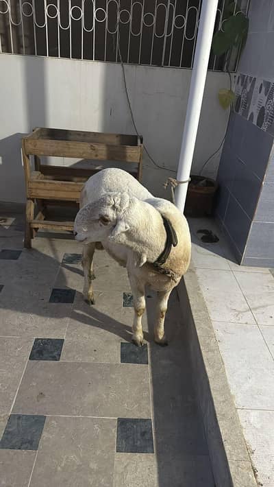 30 kg meat weight ha urgent sale