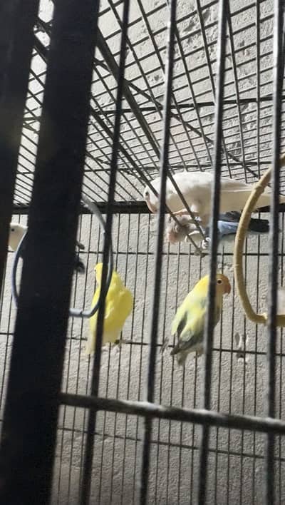 Lovebirds breeder pair