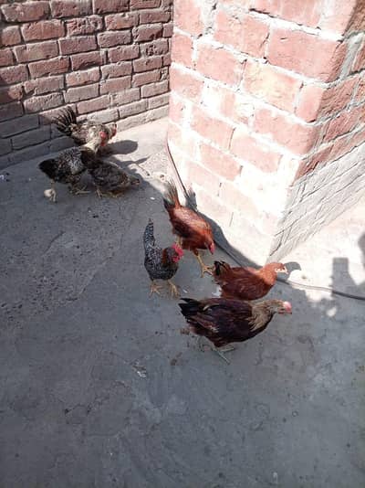 5 murga 2 margia