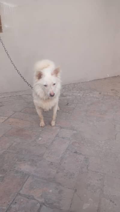 bared Ka le Acha but Acha dog ha