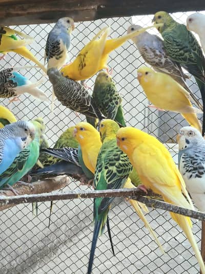 Breeder Budgies, 2 Cages and Big size Nests