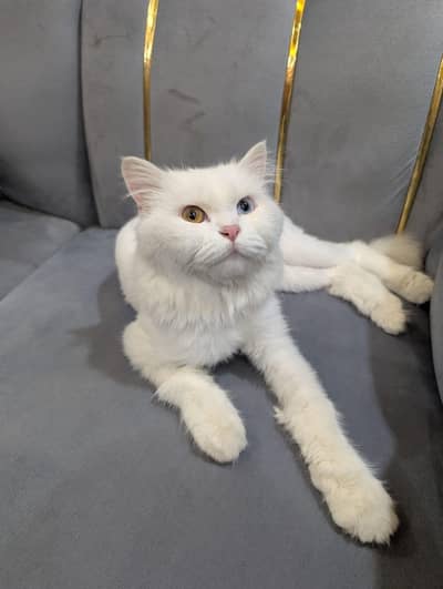 bella