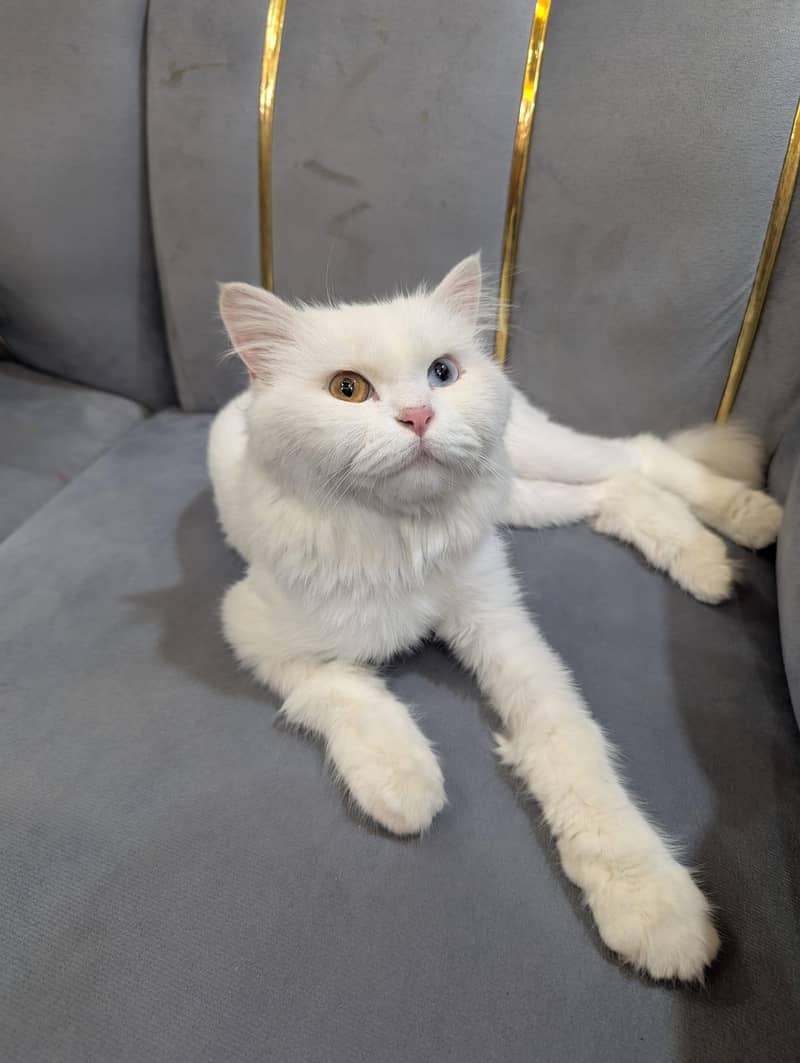 bella 0