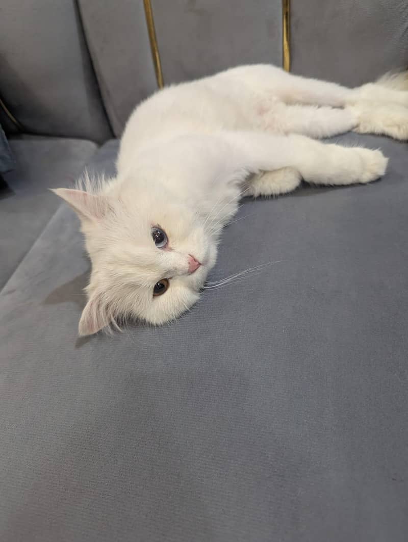 bella 1