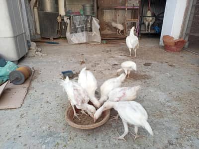 Fresh & Healthy Heera Aseel