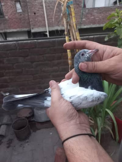 taswer Wala golden patha pathi