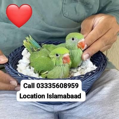 Single 4,000 Hand Tamed Friendly Green Ring Neck Male/Female Parrots