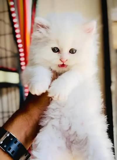 (Persian female kitten) (for sale all) (Pakistan delivery available)