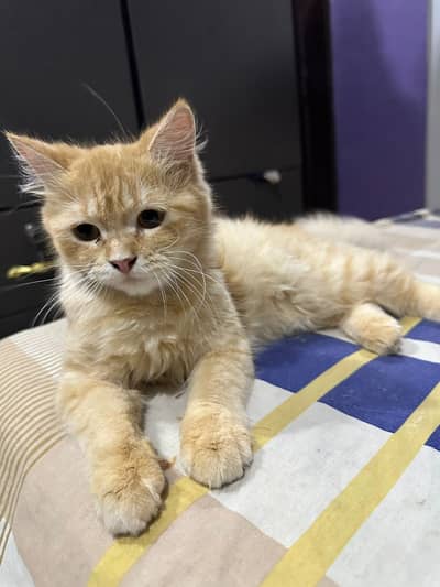 Female Persian cat for Sale