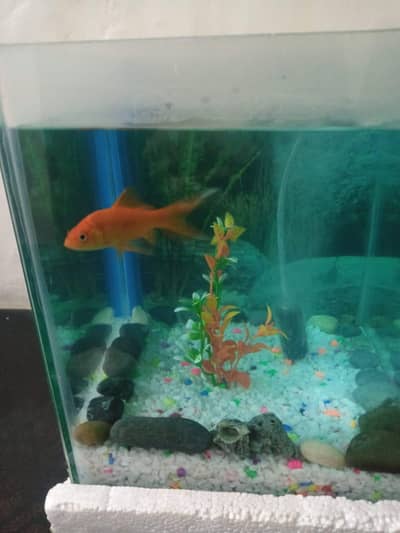 Fish Aquarium & Accessories