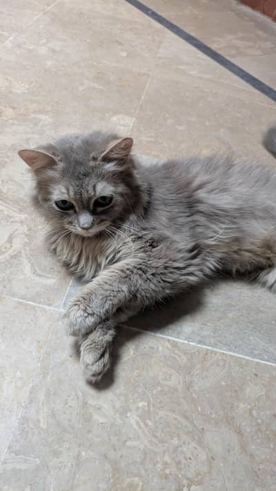Cute Fluffy Persian Mix Cat for Sale