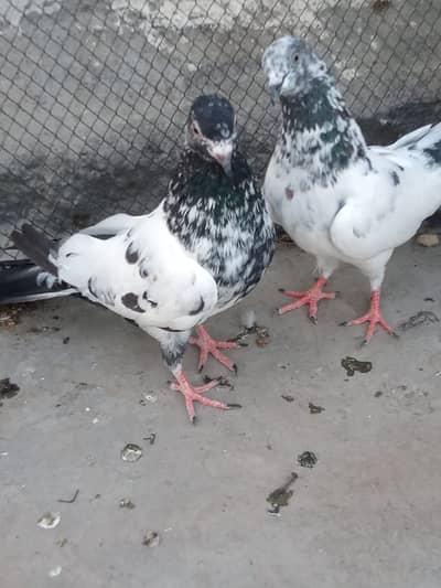 PEGIONS FOR SALE