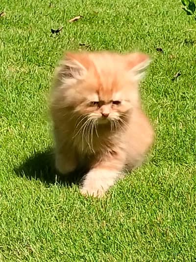 Persian Baby Kittens Available – Healthy & Playful
