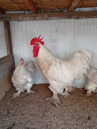 fancy hens/polish/white buff (03061340234)