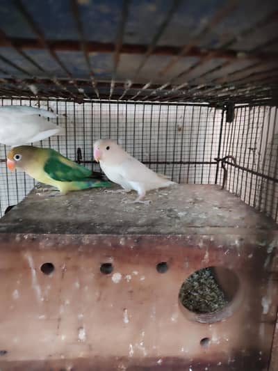 PARBLUE X ALBINO BLACK EYES SPLIT INO