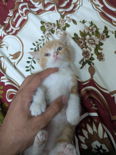 Persian Kitten Double Coated