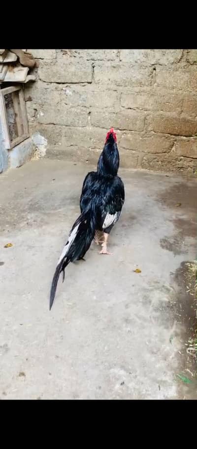 murga and eggs for sell