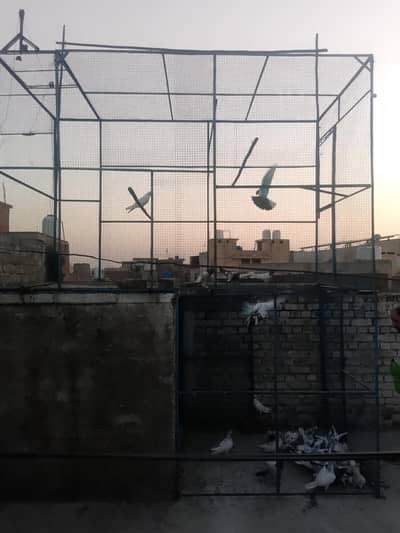iron pigeons cage