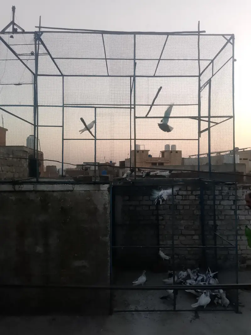 iron pigeons cage
