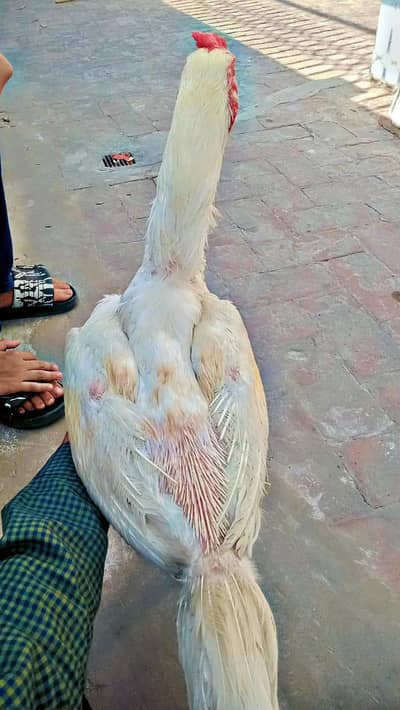 Heera pair