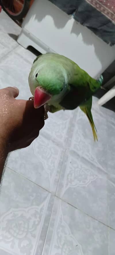 Raw parrot ki femal hai