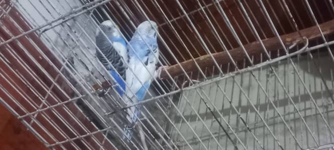 pair of budgies