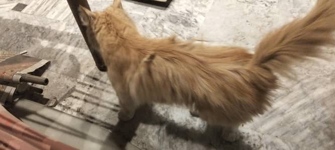 Persian kitten ready for sale