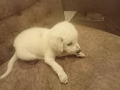 Labrador puppy male  only 20 days old