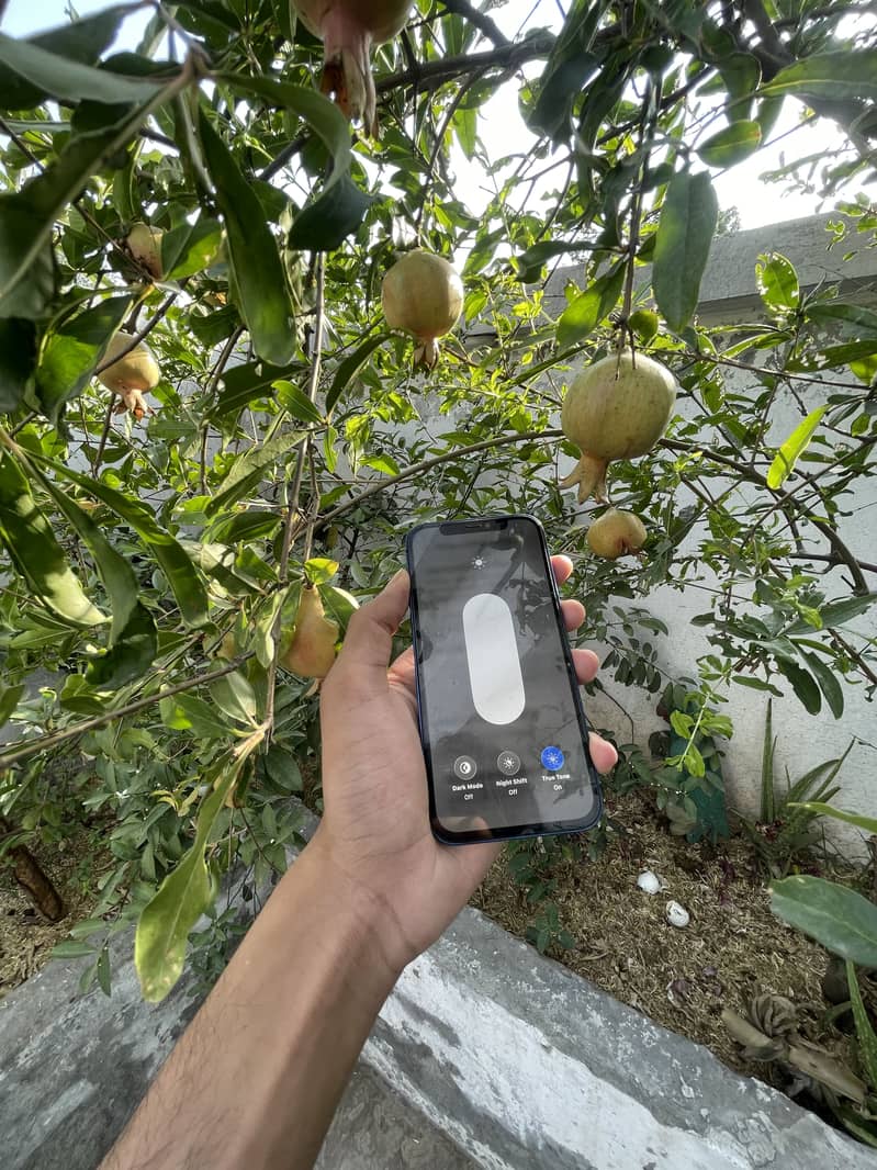 Apple iPhone 12 5