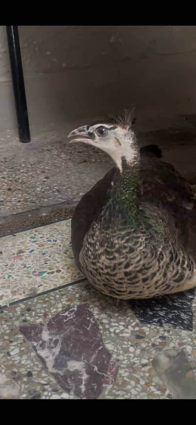 Black Shoulder 2 female