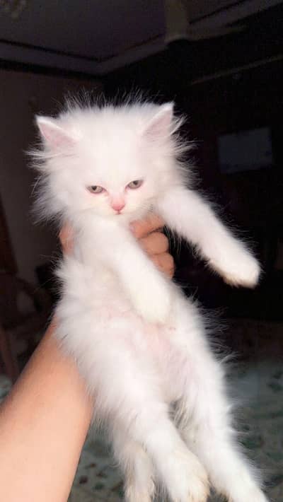 Persian babies