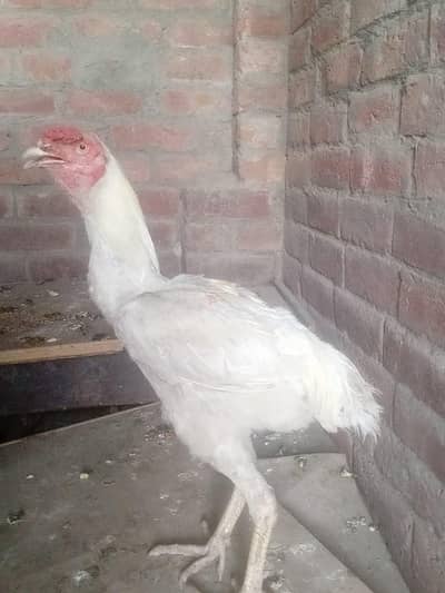Hera aseel breader male