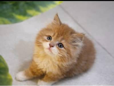 Persian punch face