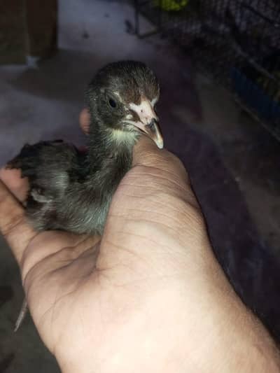 Black Mushki Murgi / Sindhi Lardi Murga