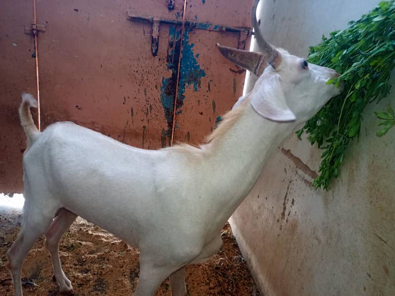 tapra bakra 0