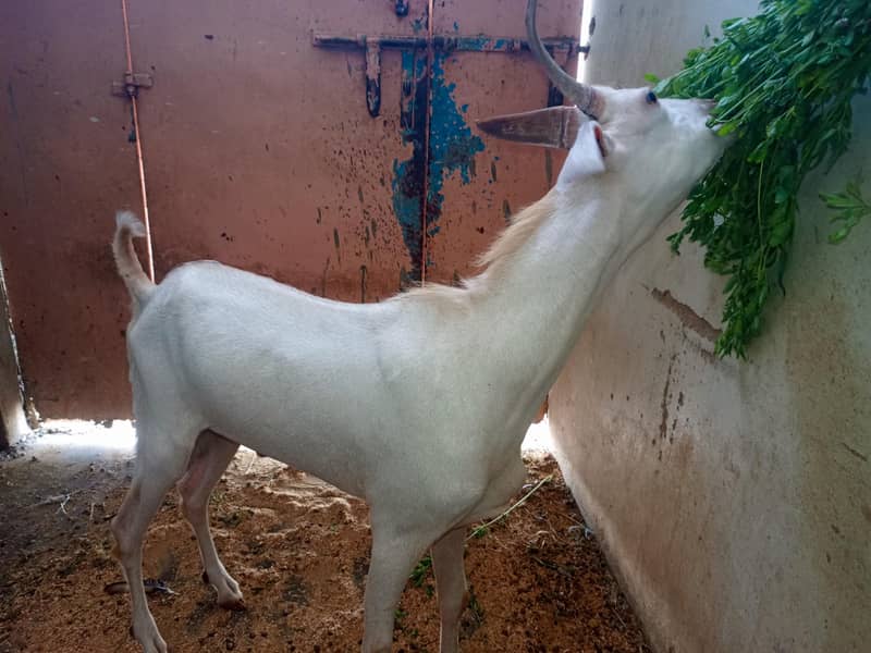 tapra bakra 1