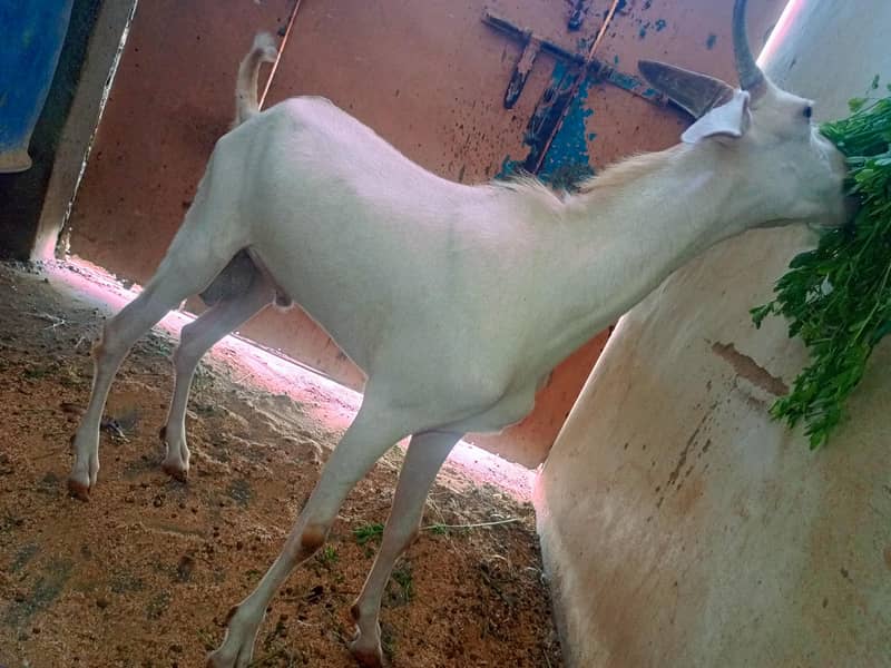 tapra bakra 2