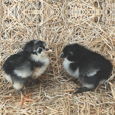 Australorp 1 week old chicks available