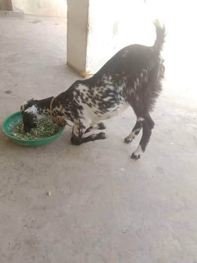 Goat Kheeri For sale Urgent