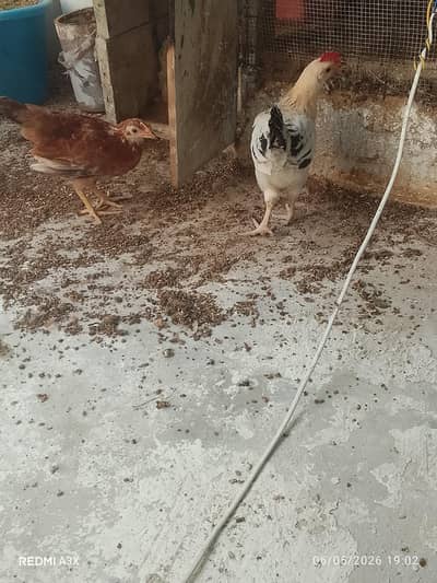 mesri hens