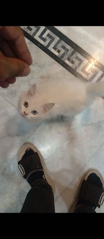 Persian old eye male kitten