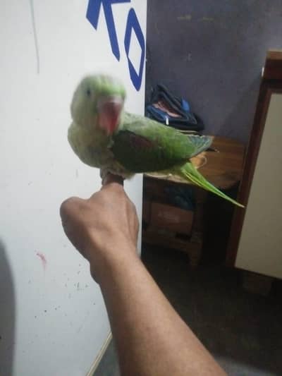 raw parrot