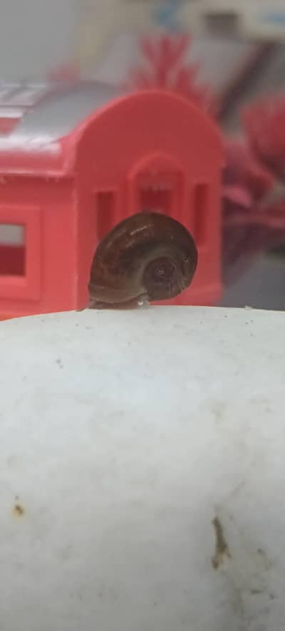 aquarium snails pair
