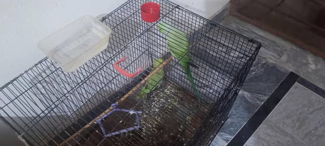 parrot for sale