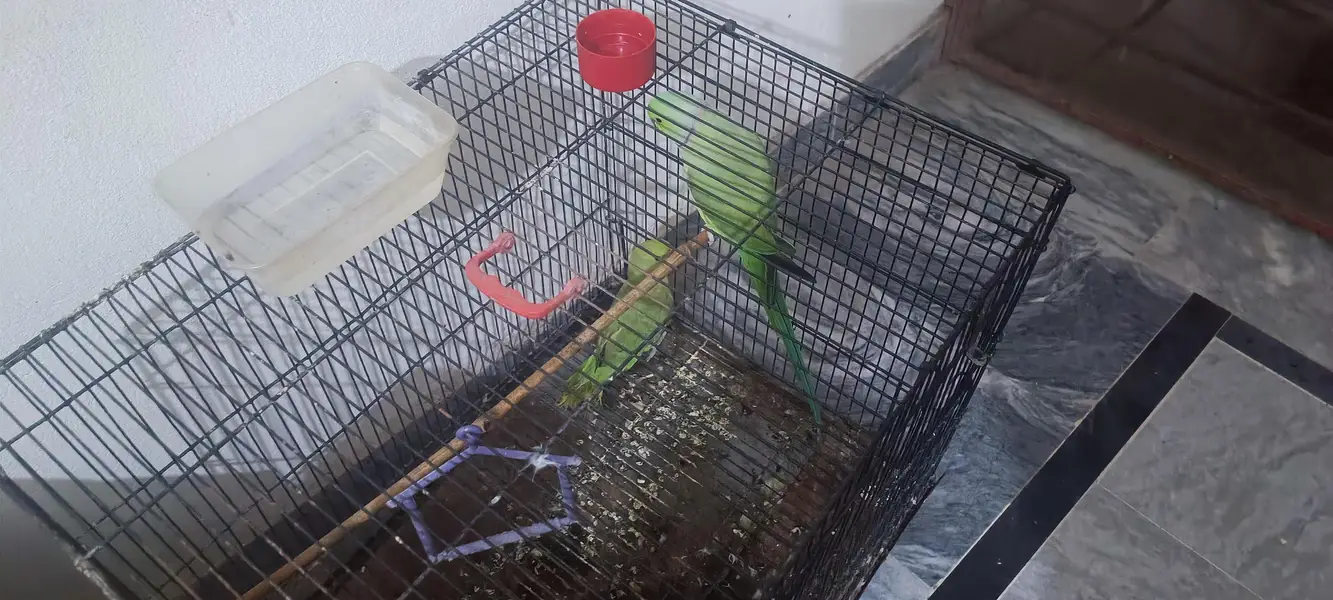 parrot for sale